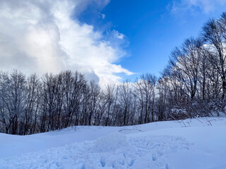 A Tranquil Winter Landscape Under the Bright Blue Sky