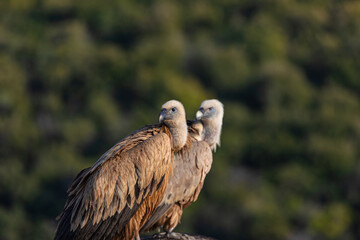 portrait of a vulture close up