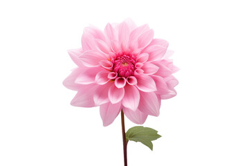 A photo showcasing a pink flower with a green stem. on a White or Clear Surface PNG Transparent Background.