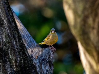 木にとまるカワラヒワ