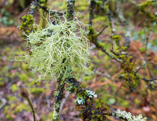 Usnea subfloridana - A tufted, much branched, yellow-green to grey-green lichen.