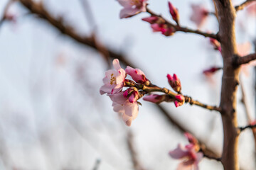 blossom in spring