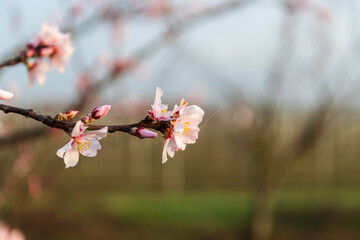 almond blossom