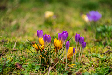 spring crocus flowers