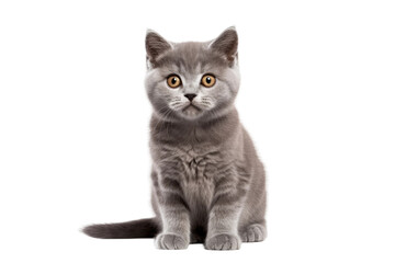Fototapeta premium A cute gray kitten sitting calmly on top of a pristine white floor. on a White or Clear Surface PNG Transparent Background.