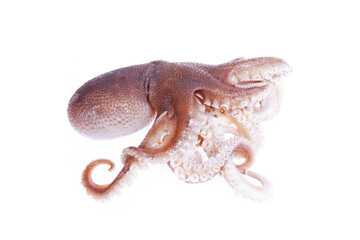 Octopus on a white background