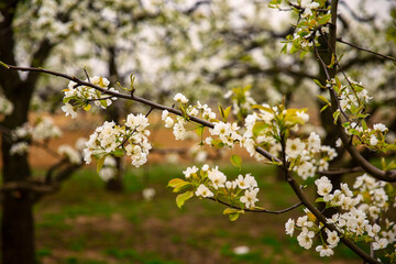 Blooming pear flower, very beautiful