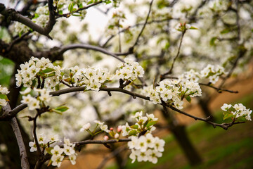 Blooming pear flower, very beautiful