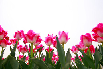 Spring blooming tulip field. Flowers tulips,  Spring floral background.
