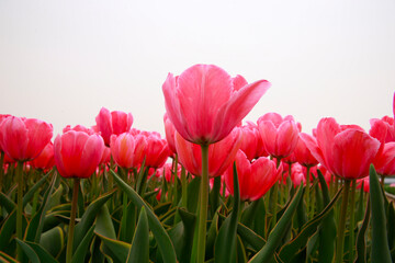 Spring blooming tulip field. Flowers tulips,  Spring floral background.