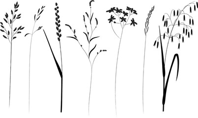 Field and meadow grasses, black outline, template for packaging and product cover. Sketch of medicinal plants, vector flat cartoon drawing.
