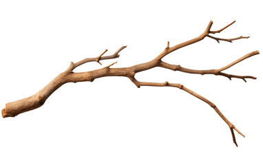 This photograph captures a single branch of a tree devoid of leaves, showcasing its bare structure. on a White or Clear Surface PNG Transparent Background.