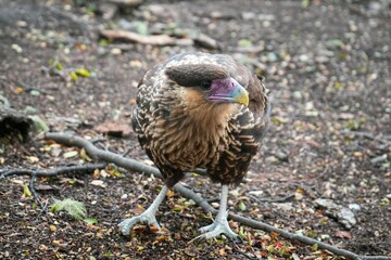 Wild Bird Hunts around Campsite in Patagonia - Huemul Circuit, El Chaltén, Argentina 