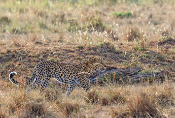Fototapeta na wymiar Leopard walking in the grass on a savanna in Africa
