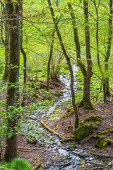 Winding stream in a forest in springtime