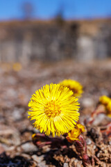 Coltsfoot flower in early spring - obrazy, fototapety, plakaty