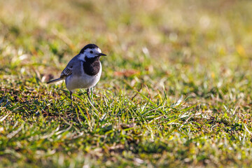 White wagtail on the ground