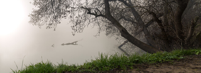 Panorama shot of trees in the fog by the riverside © Jonatan