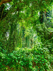 Der Botanische Garten in Entebbe, Ugande. Hier wurden die ersten Tarzan Filme mit Johnny Weismüller gedreht.