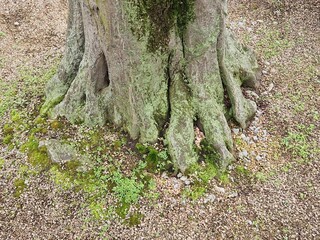 Wurzelgeflecht eines Parkbaumes 5