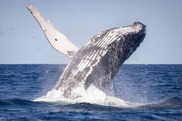 Whale breaching off the coast of NSW, Australia. 