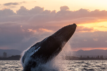 Whale breaching at Sunset on the NSW Coast, Australia