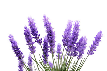 Naklejka premium A vase containing a vibrant arrangement of purple flowers placed on a table. on a White or Clear Surface PNG Transparent Background.