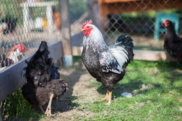 Hen and cock of Plymouth Rock chicken on traditional rural barnyard