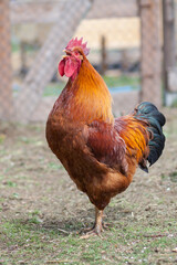 Amazing cock of New Hampshire Red on traditional rural barnyard