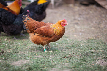 New Hampshire Red chicken on tradinional rural barnyard