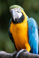 pappagallo ara blu © Carlo