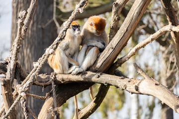 Patas monkeys with newborn baby monkey on tree