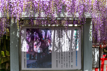 うららかな春日和に映える大きな花房が美しい大藤の花
Beautiful large...