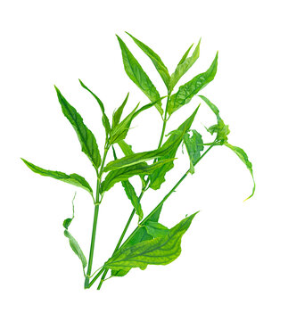 fresh clinacanthus nutans (burm.f.) lindau isolated