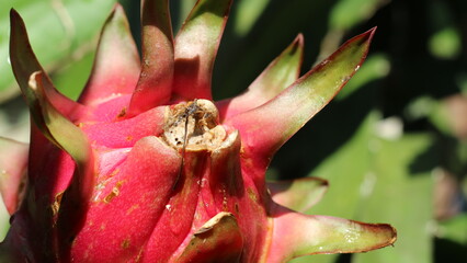 Indonesian dragon fruit