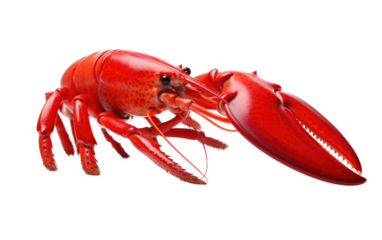 A red lobster is featured in the center of the frame on a White or Clear Surface PNG Transparent Background.