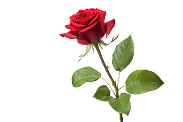 A vibrant red rose with lush green leaves on a White or Clear Surface PNG Transparent Background.