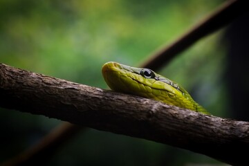 Portrait of a green snake, Green gonyosoma snake looking around 