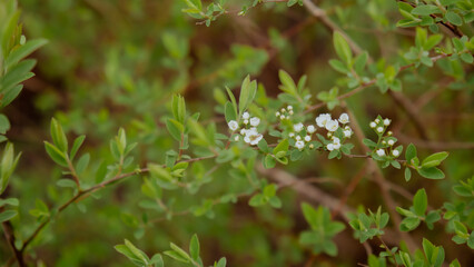 White flowers of cherry blossom on cherry tree close up. Copy space wallpaper postcard greeting card background Blossoming of white petals of cherry flower. Nature. Bright floral scene with natural