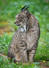 Majestic Iberian Lynx Observing Its Natural Habitat