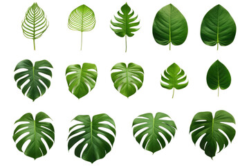 A close up photo of a bunch of green leaves. on a White or Clear Surface PNG Transparent Background. - obrazy, fototapety, plakaty