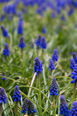 Beautiful blue Muscari flowers close up on spring meadow, floral abstract natural background. Spring blossom season. Wallpaper Postcard nature backdrop