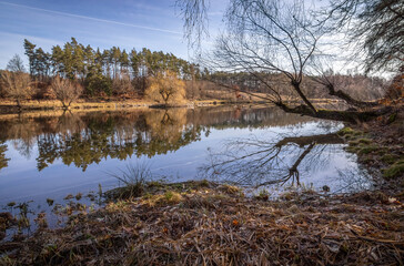 Sunny spring day at rural pond with willows growing around it under blue sky