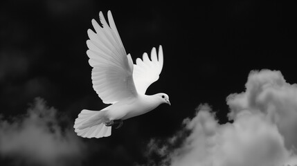 A flying white dove in a black sky. A dove representing peace.