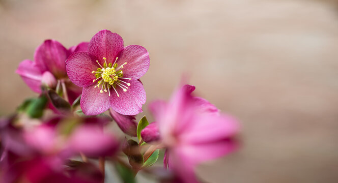 Helleborus, pink hellebore	