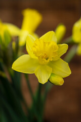 Obraz premium Yellow narcissus daffodil on rustic wooden background, floral nature vertical photography