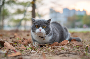 Obraz premium British shorthair cat lying on dead grass in park