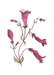 Purple bell , a twig with bell flowers, botanic watercolor illustration.