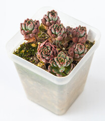 Echeveria Ruby Princess plant succulent in pot. Green little flower on white background