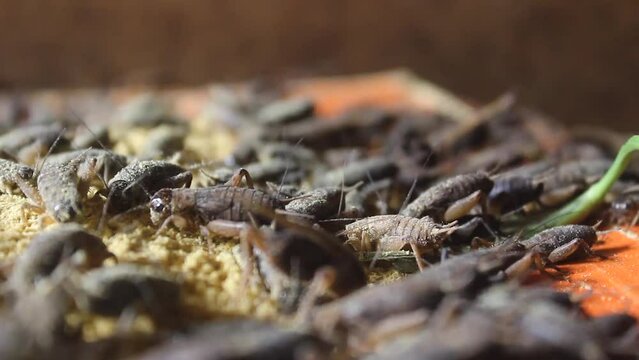 Up close, many crickets on an insect farm in Lampung, Indonesia. traditional farming.